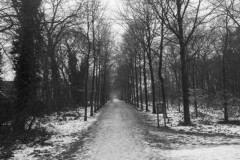 bomen#(20260112) landschappen