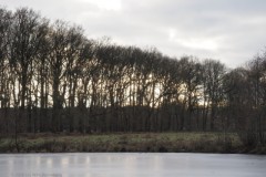 heidebloemplas#(20260116)