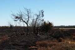 edese heide#(20250407)b landschappen