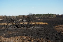 edese heide#(20250407)a landschappen