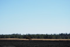 edese heide#(20250407)g landschappen