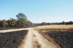 edese heide#(20250407)h landschappen