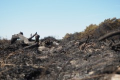 edese heide#(20250407)e landschappen