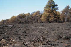edese heide#(20250407)d landschappen