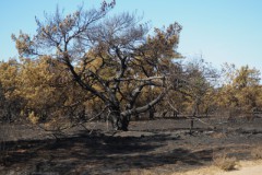 edese heide#(20250407)c landschappen