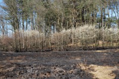 edese heide#(20250407)f landschappen