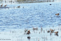 water#(20250419) landschappen