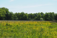akker#(20250510) landschappen