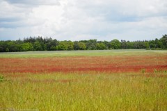 akker#(20260518)b landachappen