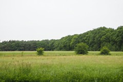 grasland#(20260608) landschappen