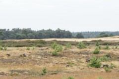 zand#(20260608) landschappen