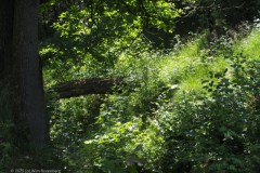 beek#(20250611)a landschappen