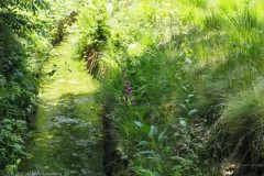 beek#(20250611)b landschappen