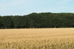 akker#(20250709) landschappen