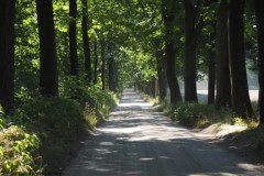 bomen#(20260809) landschappen