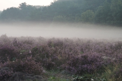 ginkelse heide#(20170829) landschappen