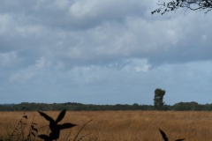 ginkelse heide#(20171005) landschappen