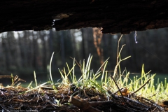 observatiehut#(20250102) landschappen