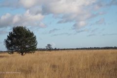 ginkelse heide#(20250102) landschappen