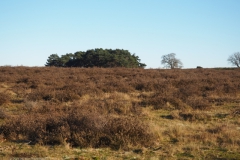 tafelbergheide#(20240109) landschappen