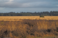 edese heide#(20220109) landschappen