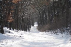 bospad#(20240116) landschappen