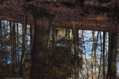 landgoed#(20230117)b landschappen