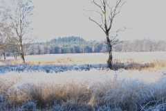 winterlandschap#(20250202)c landschappen