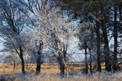 winterlandschap#(20250202)d landschappen