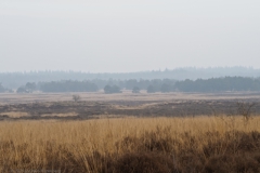 edese heide#(20250209) landschappen