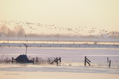 uiterwaarden#(20210212)d landschappen