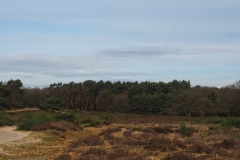 tafelbergheide#(20240213) landschappen