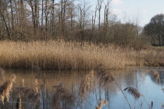 plas van gent#(20210227) landschap