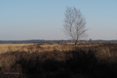 ginkelse heide#(20210302) landschappen