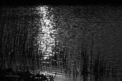 kreelse plas#(20200303) landschappen