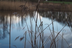 plas van gent#(20200303) landschappen