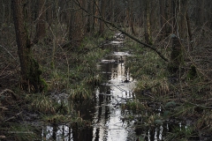 plas van gent#(20200303) landschappen