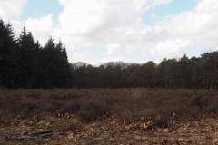 sysselt#(20230313) landschappen