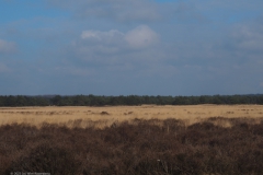 edese heide#(20230319) landschappen
