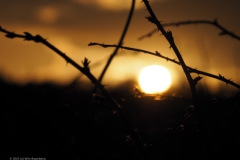 sunset edese heide#(20230424)a landschappen