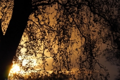 sunset edese heide#(20230424)c landschappen