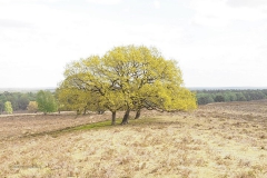 planken wambuis#(20200425) landschappen