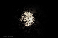 maan#(20230505)a landschappen