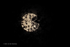 maan#(20230505)b landschappen