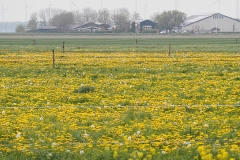 akker#(20210511)d landschappen