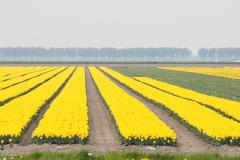 akker#(20210511)b landschappen