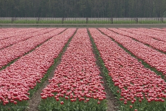 akker#(20210511)c landschappen