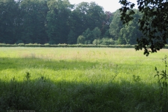 grasland#(20240607)a landschappen