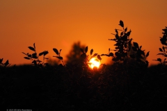 sunset edese heide#(20230607) landschappen