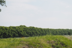 houtwal#(20240607) landschappen